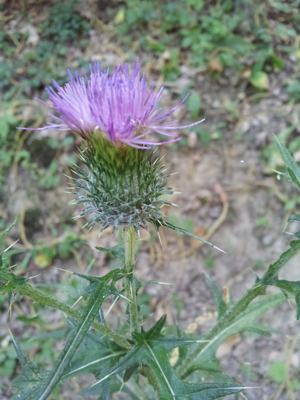 Cirsium vulgare